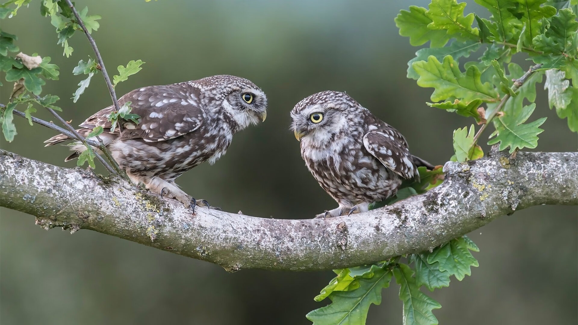 乒乓球战术解读:Chinese Taipei的精准打法与反击节奏,乒乓球twc