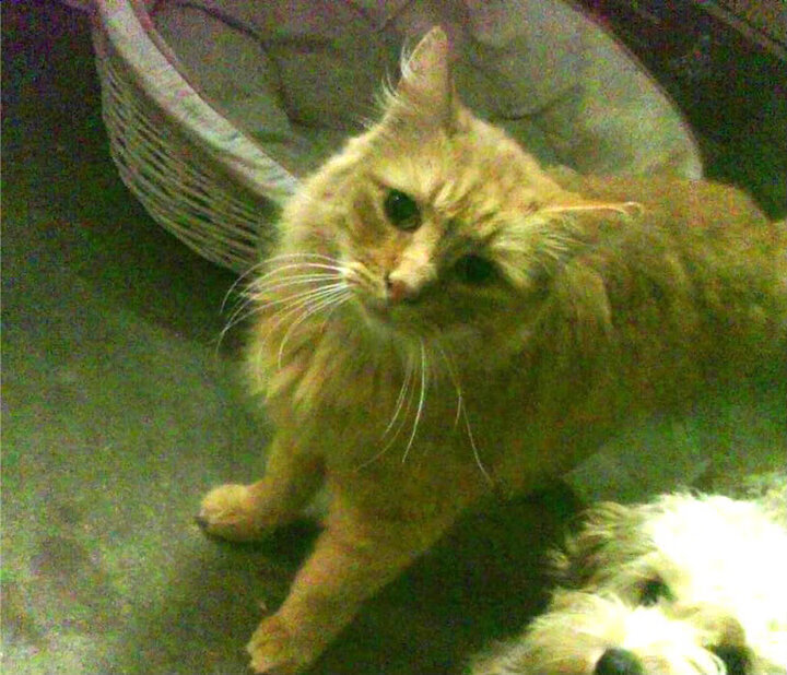 亚冠联赛国足迎战 技术细节备受关注,亚足联亚冠