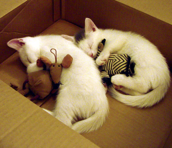 广东队外援逐渐适应体系打出高效表现,广东队的外援去哪里了