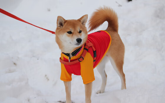 联赛伤病多发是否影响排名波动与阵容稳定性,五大联赛伤病