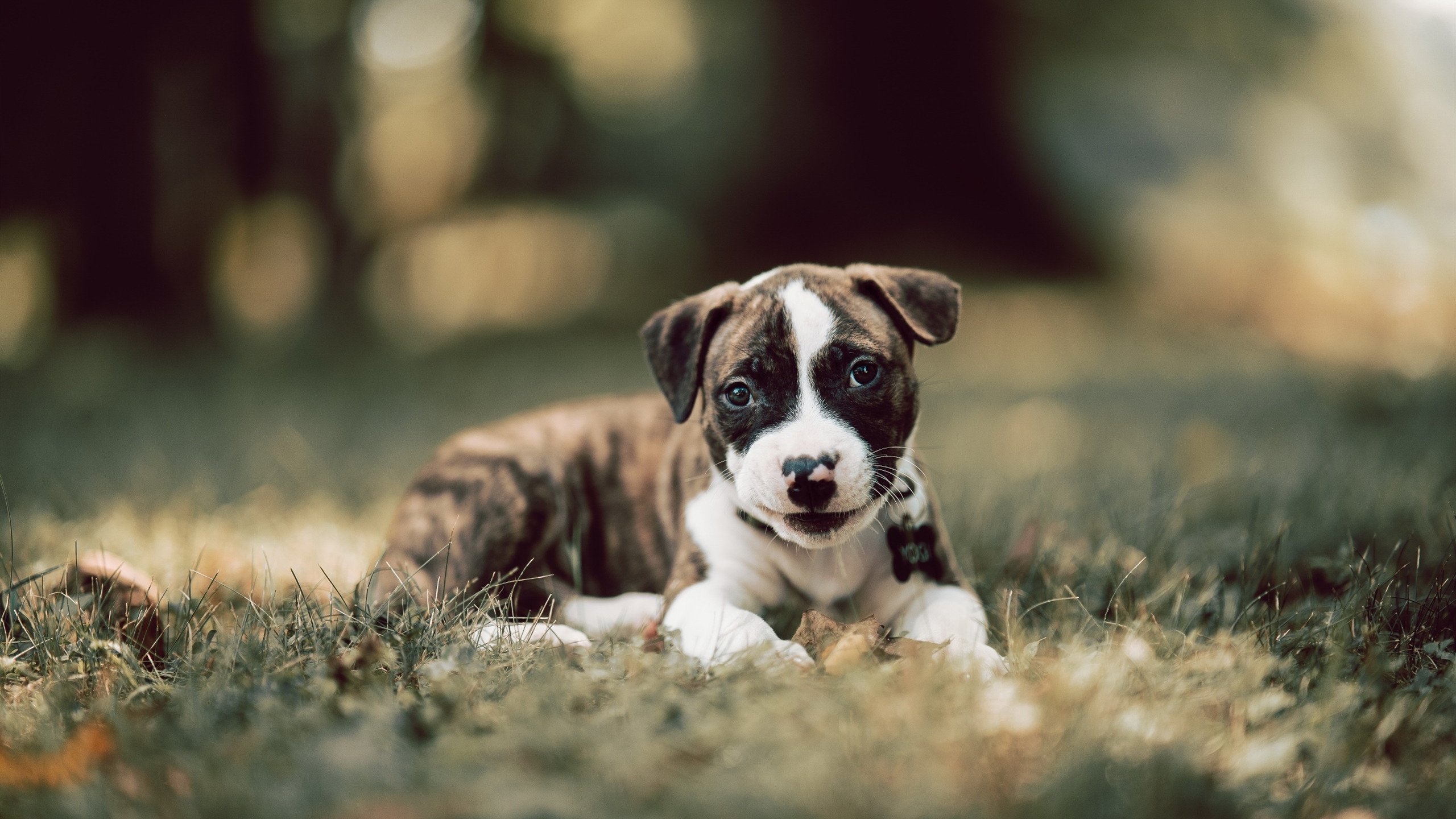 转换节奏中球员如何快速识别对位防线,球员对位数据