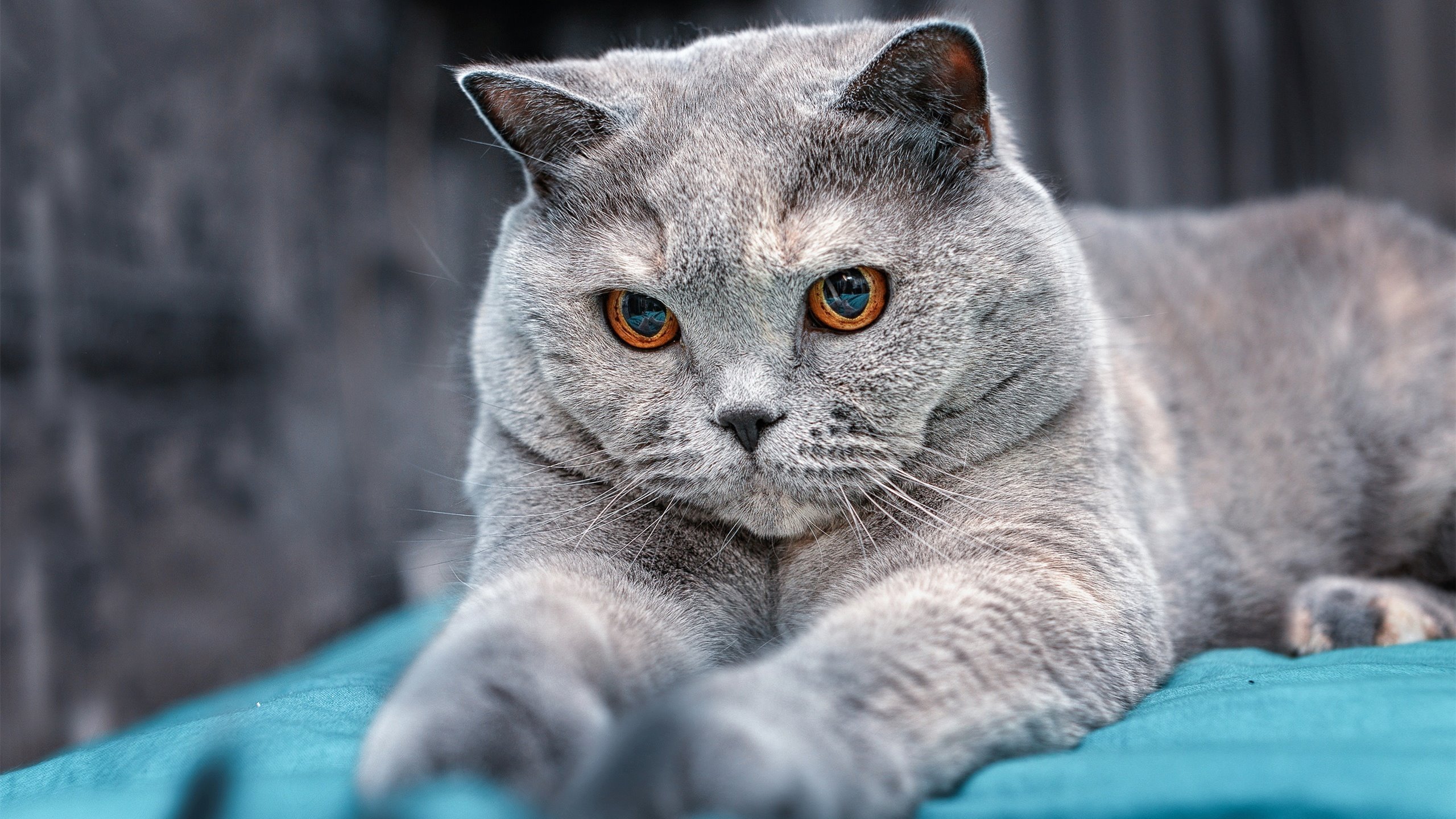 马竞全员回防体现强硬防守风格,马竞回防速度