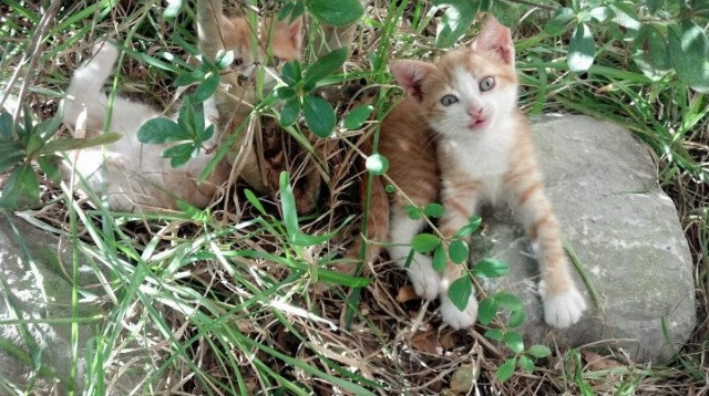 “埃尔斯·霍斯特:南非羚羊队的关键中场英雄”