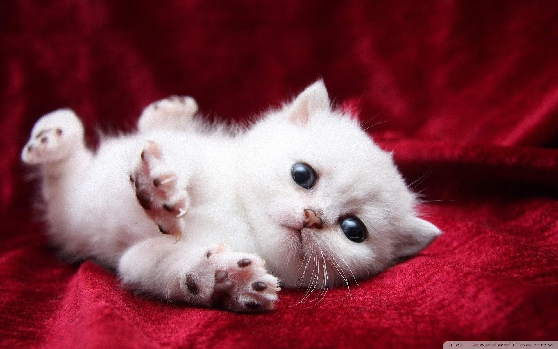 开云体育在线入口-“美洲狮队在橄榄球冠军赛上的突破性进步”