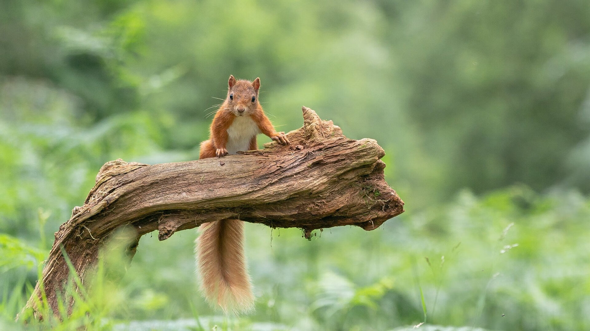 开云体育登录入口-体育新闻中心发布国家队装备采购与使用规范文件，足球队装备采购方案