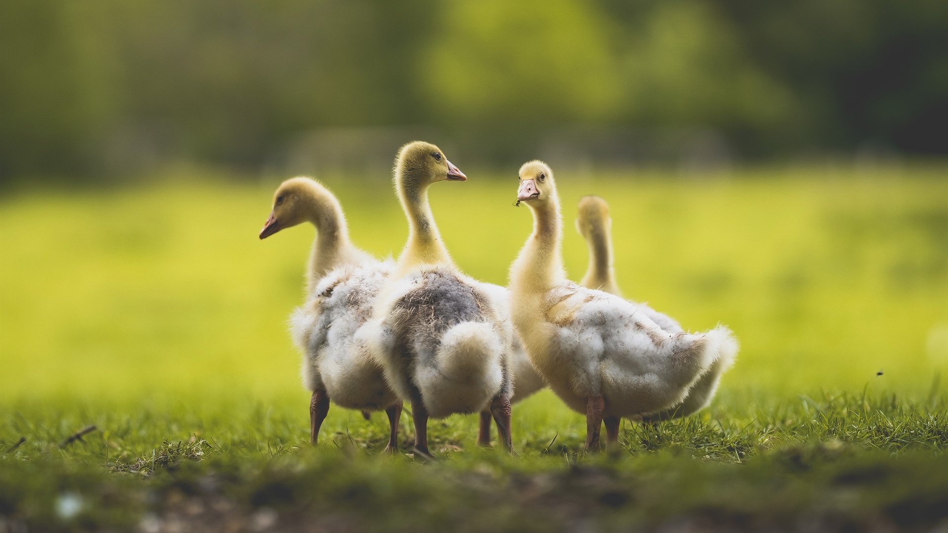 开云官方网-出发反应快，减震滑行时间缩短，汽车滑行减速快