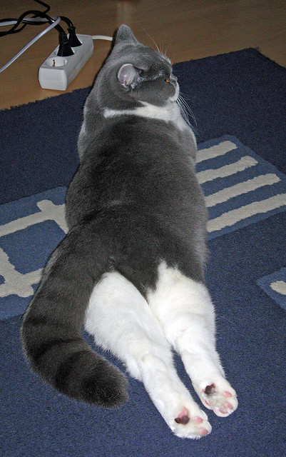 半决赛对塞尔维亚19‑18刺激淘汰