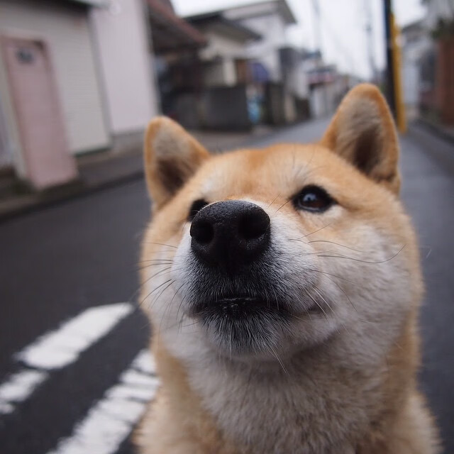 塔特为袋鼠队赢得橄榄球冠军锦标赛关键战役