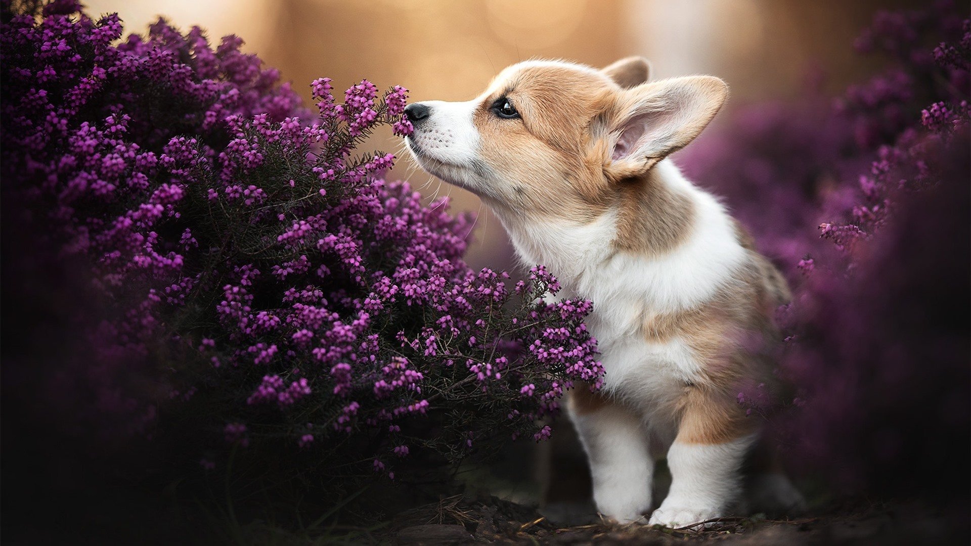 拉尼·帕利斯特突破自我刷新最佳成绩,尼拉帕里