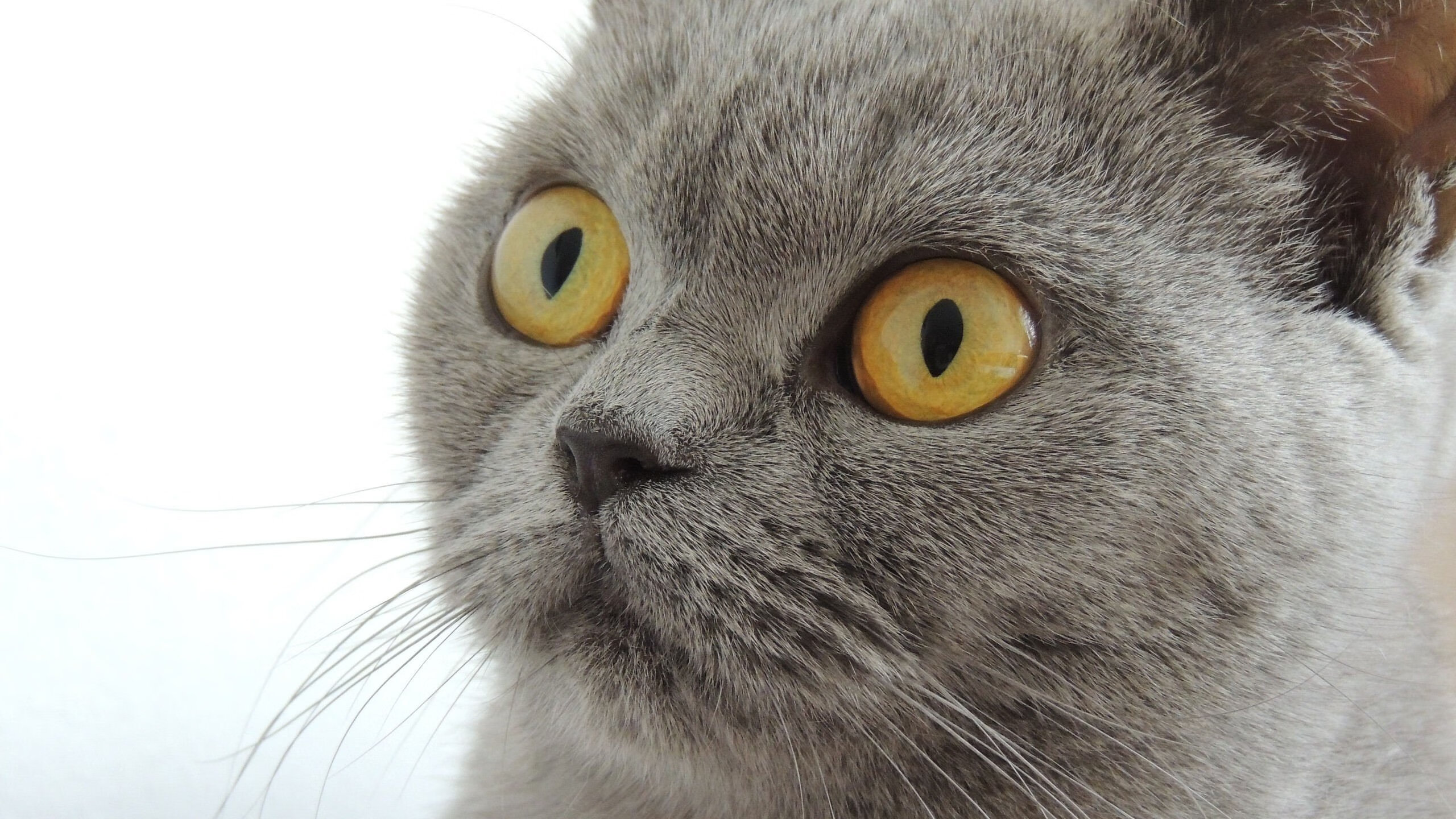 欧洲杯变阵奇兵:战术创新,奇迹由你决定!,欧洲杯进阶