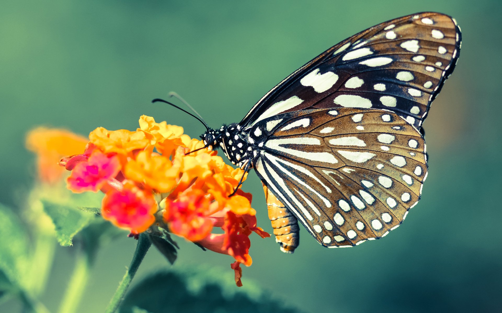 美洲杯激情夜:明星纷纷献技,比赛精彩纷呈,播放美洲杯