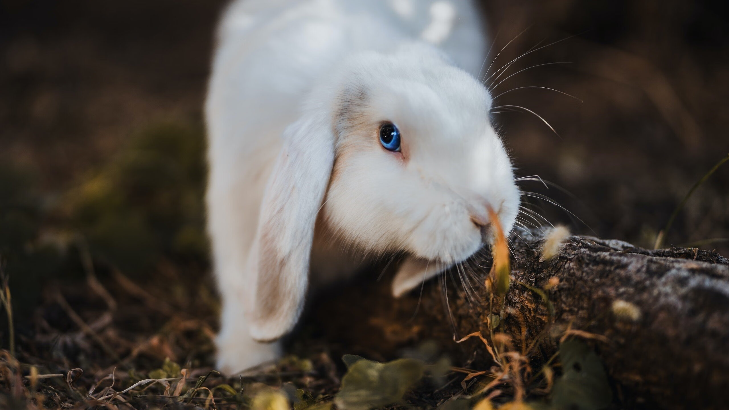 西甲明星对决：超神扑救，惊心动魄！，西甲扑救榜