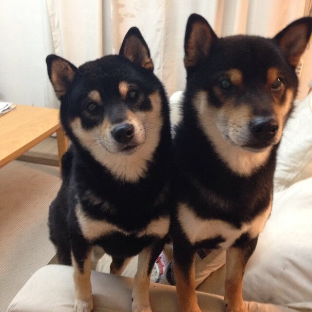 “伊万·戈梅斯的进攻突破与全场调度，成就美洲狮队的战术优势”